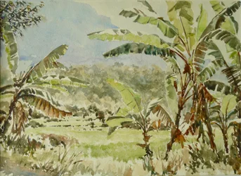740 bananenbomen, Ramboda