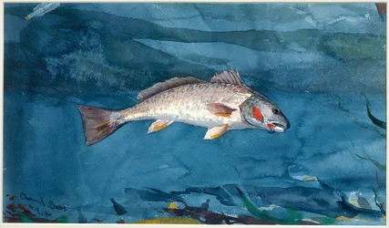 Kanaal Bass