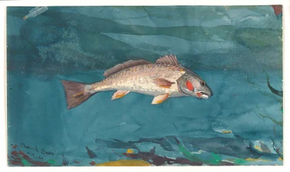 Kanaal Bass