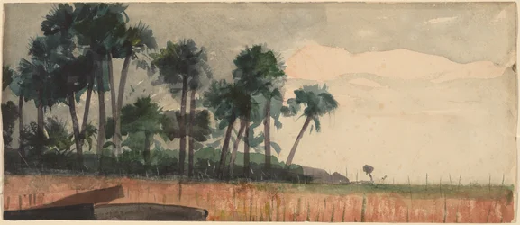 Palmbomen, Rood