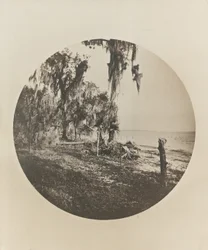 Palmboom en strandtafereel, kust van Florida