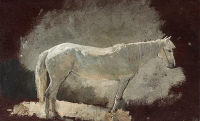 Witte Merrie