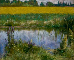 Veld van Lupine