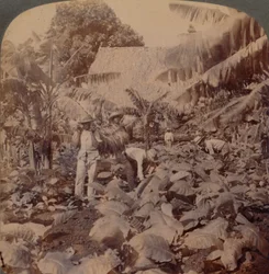 Tabak snijden - Een typische plantage - Provincie Havana, Cuba, 1899