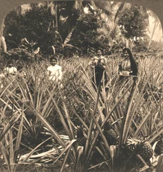Ananasplantage, Mayaguez, Porto Rico, 1899