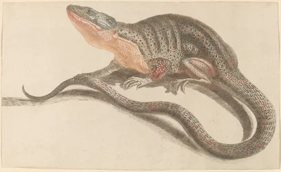 Hagedis, 1680s-1690s
