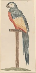 Papegaai