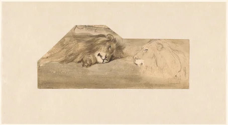 Studies van twee leeuwen