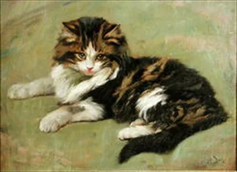 Studie van een kat
