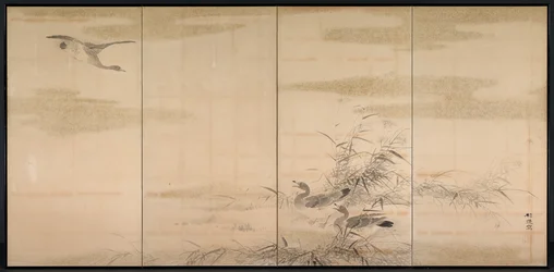Ganzen, Riet en Water