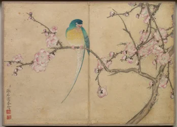 Bureau-album: Schilderijen van bloemen en vogels (Vogel met pruimenbloesems)