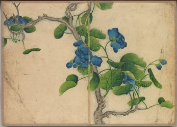 Bureau Album: Bloem- en Vogel Schilderijen (klimmende blauwe bloemen)