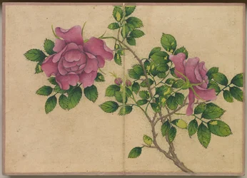 Bureau Album: Bloem- en Vogel Schilderijen (roos)