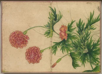 Bureaualbum: Bloemen- en vogel schilderijen Pioenroos, 18e eeuw
