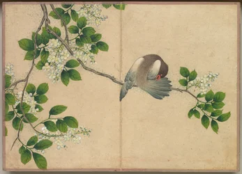 Bureau Album: Bloem- en Vogel Schilderijen Vogels die zich poetsen, 18e eeuw