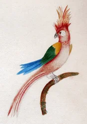 Kuifparkiet
