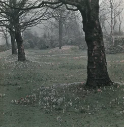 Krokus