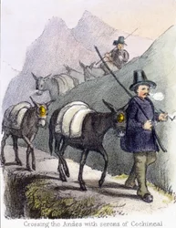 De Andes oversteken met serons van cochenille, ca. 1845