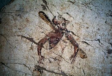 Fresco, Kos eiland, Griekenland