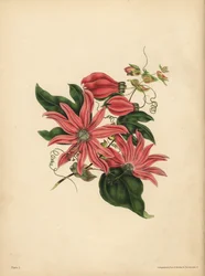 De trosvormige Passiebloem, Passiflora racemosa, Religieuze bijgeloof