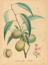 Amandelboom - Perzikboom
