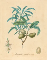 Amandelboom met Wilgenbladeren