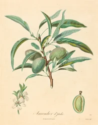 Amandelboom van Italië
