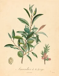 Amandelboom van Georgië