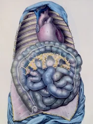 Anatomie van de dikke darm, uit Manuel d