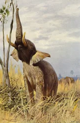Afrikaanse olifant