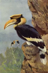 Bonte Neushoornvogel