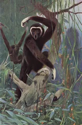 Witgehandgibbon