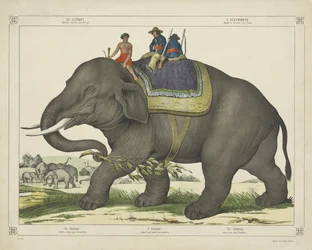 De olifant / gebruikt voor de olifantenjacht