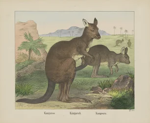 Kanguroo / Känguruh / Kangouru