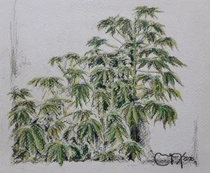 Cassaveplant