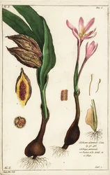 Herfsttijloos, weide saffraan of naakte dames, Colchicum autumnale, Linn