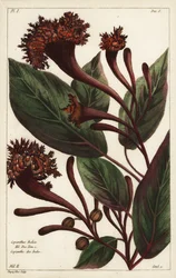 Cornucopische struik, Copianthus indica, Hil