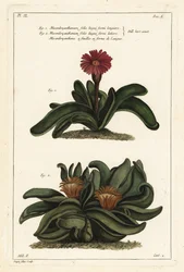 Elkhorn plant, Rhombophyllum dolabriforme (Bijlbladige vijgmarigold, Mesembryanthemum dolabriforme)