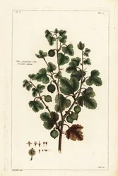 Kruisbes, Ribes grossularia